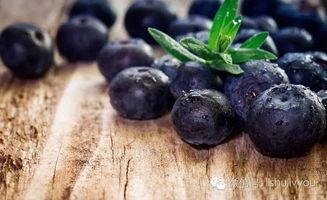 蓝莓被爆料视频真实,揭秘真实种植与采摘过程  第1张